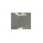 Bottle Neck Tampa Plastic (Shrink )- 55mm X 40mm - Lay Flat (shrink range) (circumference : 85 - 105mm)